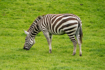 A beautiful elegant zebra eating grass