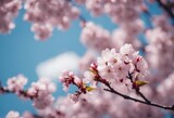 Fototapeta Mapy - Branches blossoming cherry on background blue sky and white clouds in spring on nature outdoors Pink