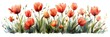 red tulips in warm colors, set against a serene white background
