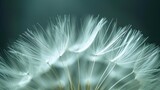 Fototapeta Dmuchawce - A close up of a dandelion