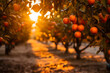 Persimmon tree with ripe fruits in orchard at sunset.