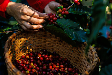 Wall Mural - farmer hand is collecting coffee beans in the forest, organic coffee in the big forest, concept