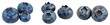Set of detailed view of a blueberry, cut out - stock png.