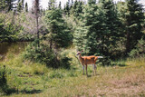 Fototapeta Kuchnia - deer in the forest