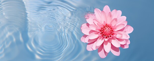 Wall Mural - Romantic creative layout with pink floating in water.  Spa, beauty and cosmetic minimal natural concept. Background, banner, card with copy space. Valentine or woman day