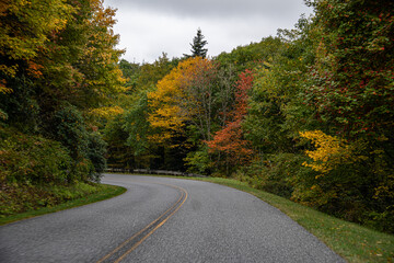 Wall Mural - A Stunning view to the road of autumn