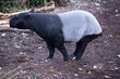 the front and black or the Malaysian tapir are black and the midsectiion is white.  There nose and lip are extended to form a  short prehensile snout.
