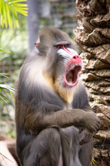 Wall Mural - the mandrill has thick ridges along the nose that are purple and blue, red lips and nose, and a golden beard.