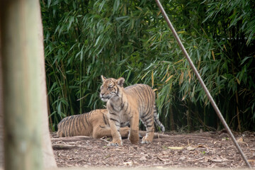 tiger cubs are born with their stripes and only drink their mothers milk until they are 6 months old