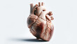 A realistic human heart, clean, raw, anatomically accurate