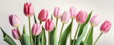 Fototapeta Tulipany - Pink tulips on a white background