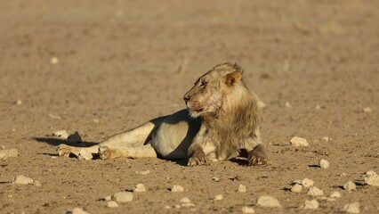 Poster - An alert young male African lion (Panthera leo) in natural habitat, Kalahari desert, South Africa