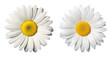 white daisy flower isolated on transparent background, top-down view