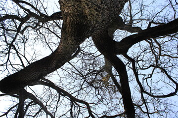 tree with sky