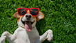 happy beagle dog lying on its back on a grassy surface, wearing a pair of sunglasses funny