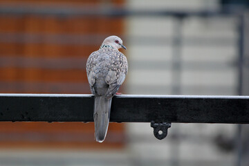 Bird on the house gate