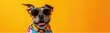Cute dog wearing colorfull clothes. Banner