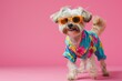 Cute dog wearing colorful clorhes on pink background 