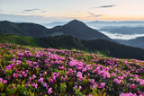 Fototapeta Kwiaty - Violet flowers blooming. Majestic Carpathian Mountains. Beautiful landscape of untouched nature