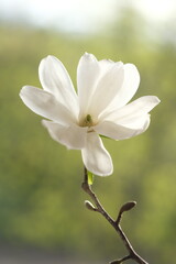 Wall Mural - White magnolia flower photographed from the front.