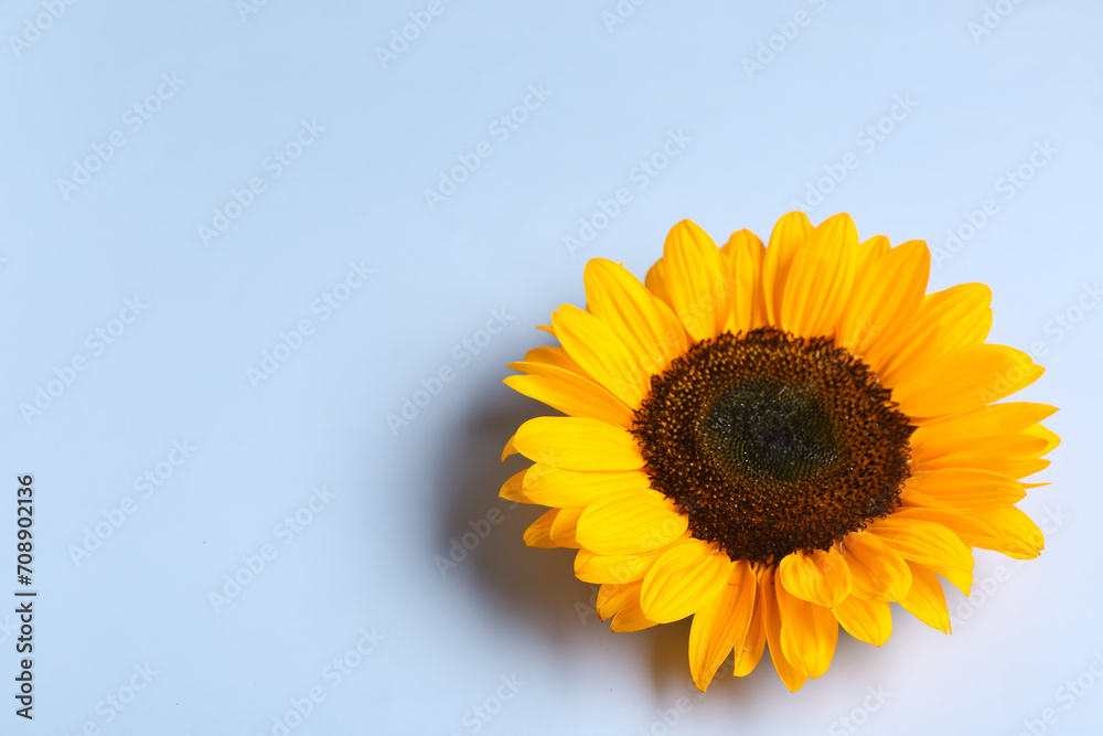 Beautiful sunflower on blue background