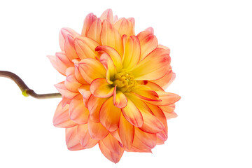 Poster - dahlia flower isolated