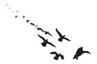 A flock of ducks approaching and landing. Vector birds. White background. 