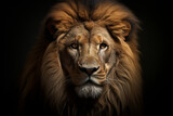 Fototapeta Koty - portrait of a lion