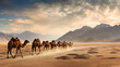 Herd of double hump camels in ladakh