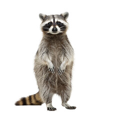 Wall Mural - raccoon isolated on background.