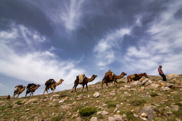 Wall Mural - Camel Caravan