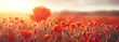Banner poppies at sunset, poppy field