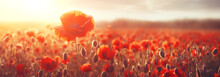 Banner Poppies At Sunset, Poppy Field
