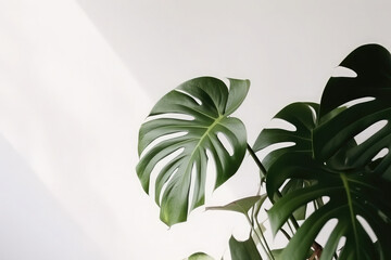 Monstera plant on a white background