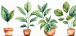 Watercolor set with indoor plants in pots on a white background
