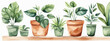 Set of watercolor illustrations of house plants in pots
