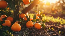  A Bunch Of Oranges Sitting On The Ground In A Field With The Sun Shining Through The Trees And The Ground Is Littered With Mulchs Of Grass And Leaves.