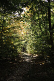 Fototapeta  - A path going through a forest tunnel. Hiking. Mysterious forest.