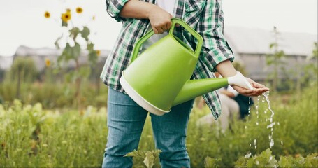 Wall Mural - Farming, hands and farmer with watering can for vegetables growth, harvest and gardening on farm. Agriculture, sustainability and person with water for crops, plants and nature for agro business