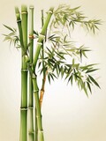 Fototapeta Na drzwi - bamboo on a white background