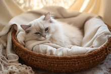 Cute Cat Sleeping In Cozy Boho Basket Style Bed