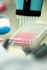 Wall Mural - cell culture with multiple pipette at the safety cabinet in cell culture laboratory, medical, medicine and cell culture