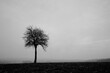 © Patrycja - Droga, Czarno Biały, Nostalgia, Śmierć, Koniec drogi, Drzewa, Mrok, Przytłoczenie, Smutek, Mgła, Mgliście, Mglisto, Cicho, Pola, Jesień , Autumn, Fall, Drzewo, Samotne drzewo