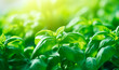 Close up of basil leaves, blurred garden background with copy space