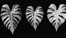 Silver Metal Heart Shape Leaf Black Background Isolated Silver Tropical Leaves Shiny Gray Metallic Plant Foliage Monochrome Petal Illustration Black White Floral Branch Pattern Vintage Decoration