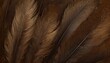 beautiful dark black brown feather pattern texture background