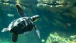 Slider Turtle Swim. 