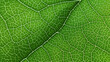 © AngrySun - Fresh green leaf texture macro close-up. Generative AI