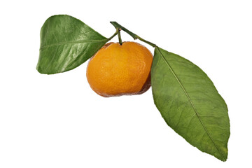 Poster - ripe orange tangerine with two large leaves isolated on white