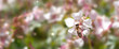 bee collecting nectar in an isolated white geranium blossom of a sunny flower bed, blurred background banner concept with copy space